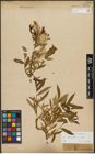 Foto von Salix triandra subsp. triandra L.